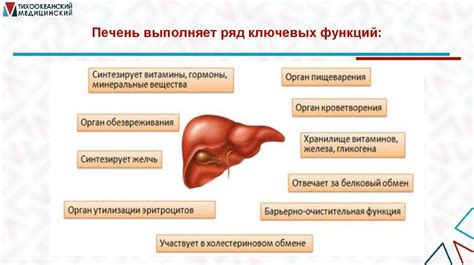 Влияние Бородинского хлеба на метаболизм