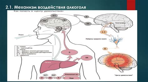 Влияние алкоголя на образование рубцов