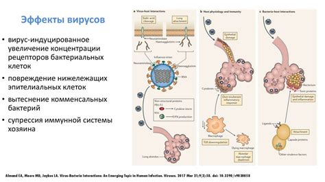 Влияние вирусов на развитие панлейкопении