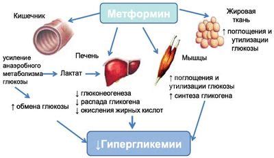 Влияние времени приема на действие лекарства