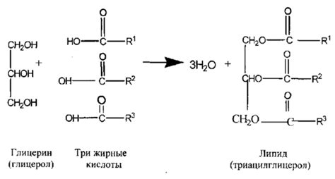 Влияние глицерина на образование и транспорт липидов