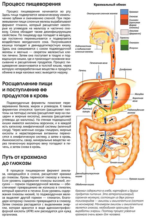 Влияние медианы на пищеварительную систему