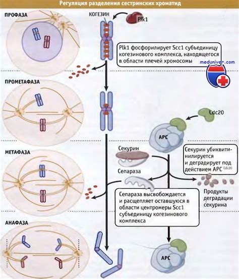 Влияние механизмов максимальной конденсации хромосом на генетическую стабильность