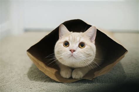 Влияние на здоровье кота