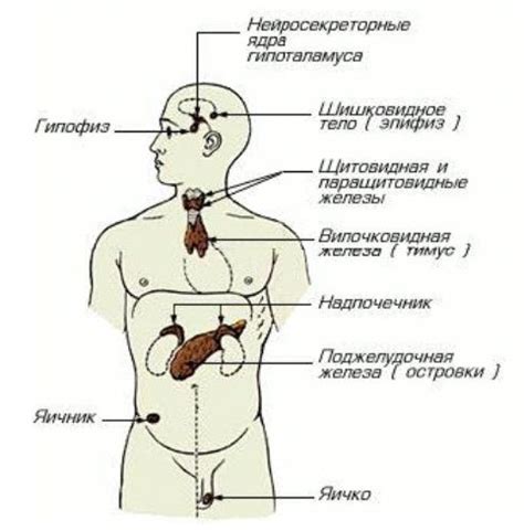 Влияние на уровень энергии и работу желез в организме