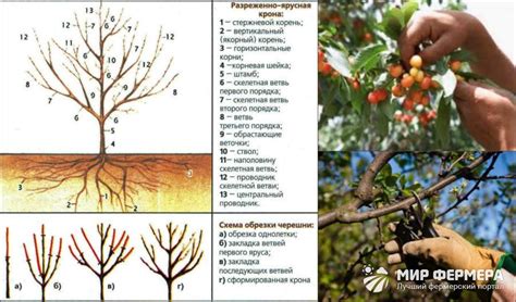 Влияние обрезки на урожай черешни