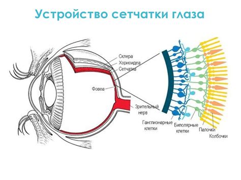 Влияние освещения на восприятие цвета глаз