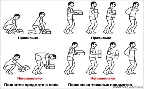 Влияние поднятия тяжестей на животные органы