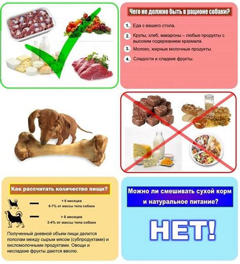 Влияние сырого вымени на здоровье собаки