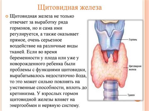 Влияние щитовидной железы на метаболизм