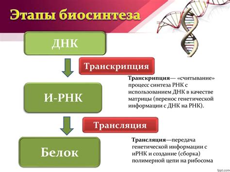 Влияние яичного белка на обмен веществ