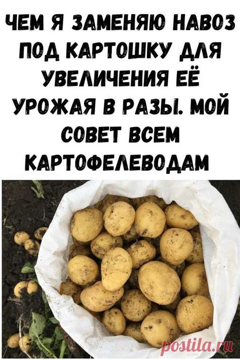 Вносить куриный навоз: осенью или весной?