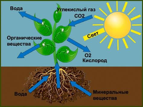 Воздухообмен: важность для здоровья растений