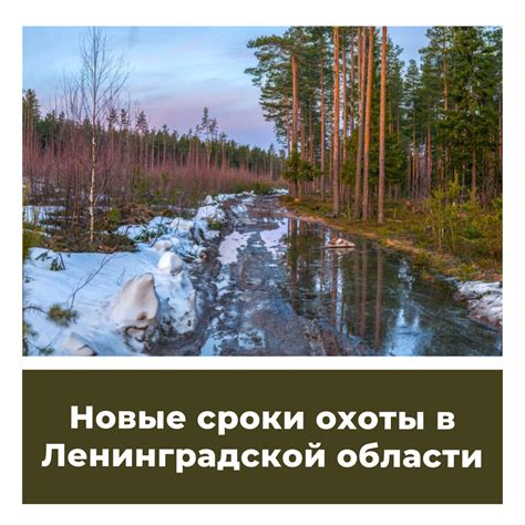 Возможности охоты в городе