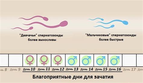 Возможность зачатия при отсутствии течки