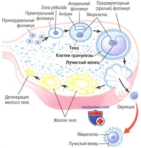 Возможность роста яичников