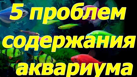 Возможные проблемы при содержании аквариума без фильтра со сомиком