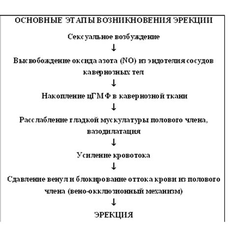 Возникновение эрекции