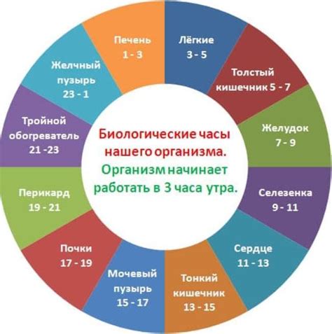 Восприимчивость организма к пище в разное время суток