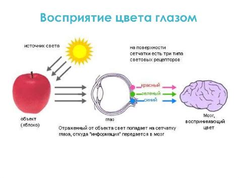 Восприятие света