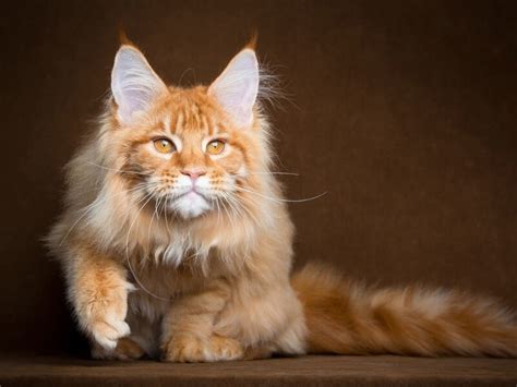 Впечатляющие особенности породы Maine Coon