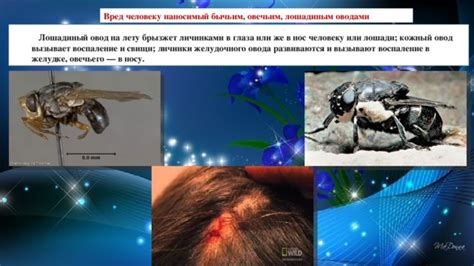 Вред, наносимый кошачьими блохами человеку