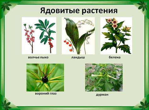 Вред для растения