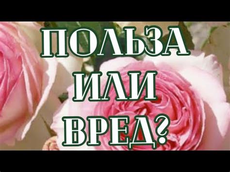 Вред или польза: пересаживка комнатной розы во время цветения?