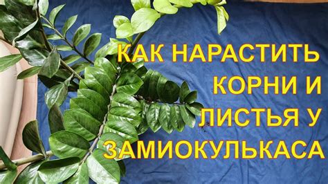 Вред обрезания пеньков у замиокулькаса