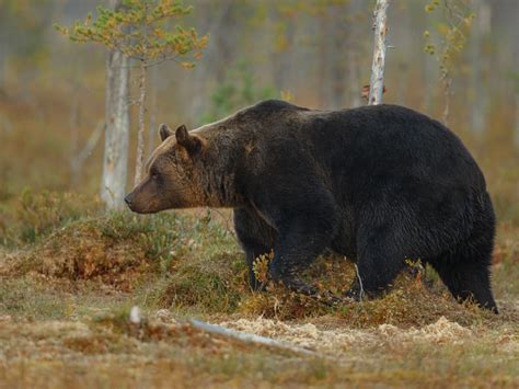 Время гона у медведей на Сахалине