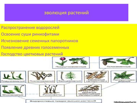 Время первого появления растений