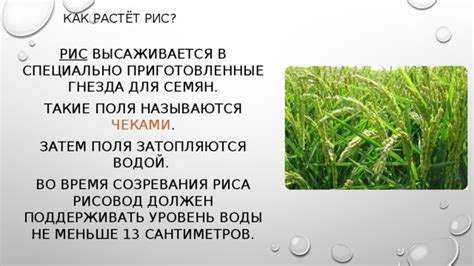 Время созревания риса