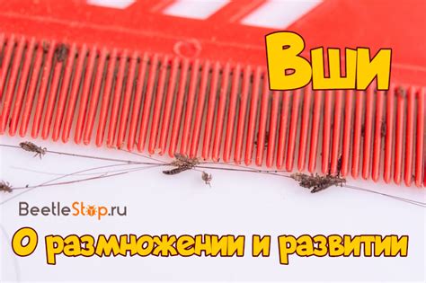 Вши и их особенности