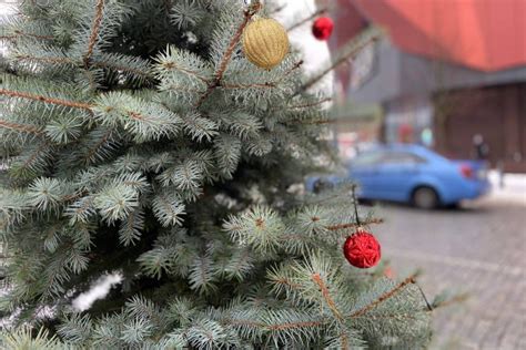 Выбор места для пересадки флоксов
