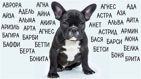 Выбор нового имени для собаки: подробный гайд