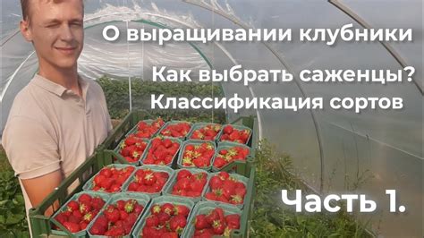 Выбор сортов и размещение клубники