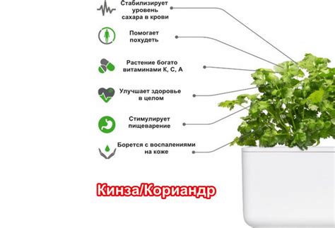 Выбор сортов кинзы для зимней посадки