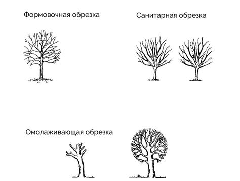 Выгода от обрезки верхушки липы