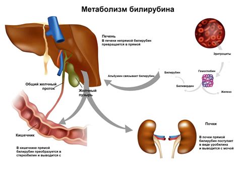 Выработка билирубина