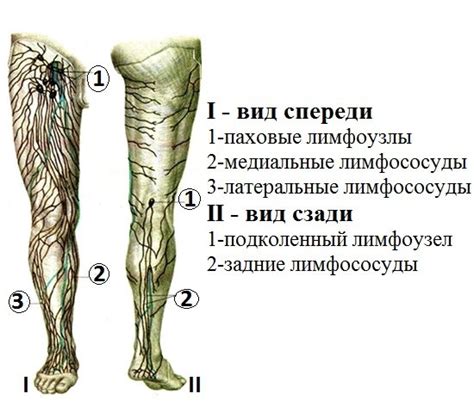 Где находятся лимфоузлы под коленом сзади?