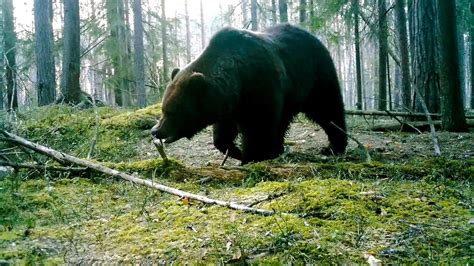 Где происходит гон у сахалинских медведей