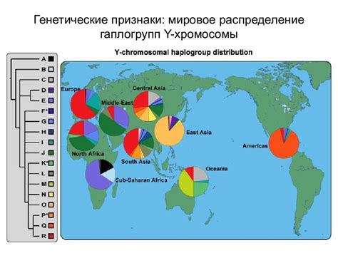 Генетические признаки определения цвета кожи