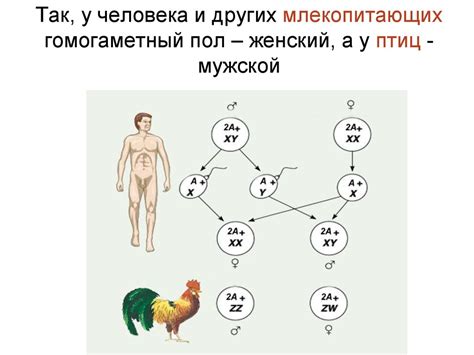 Генетические факторы и роль пола