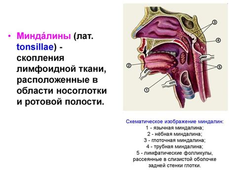 Гланды на шее: их можно нащупать?