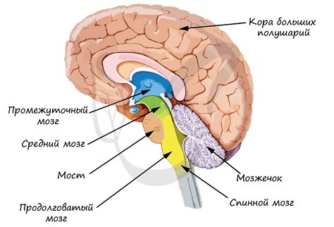 Головной мозг контролирует деятельность спинного мозга?