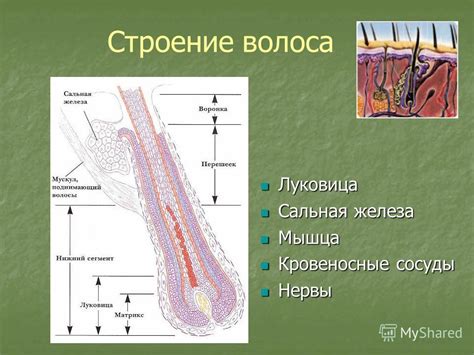 Гормональный фактор и состояние волосяных фолликулов