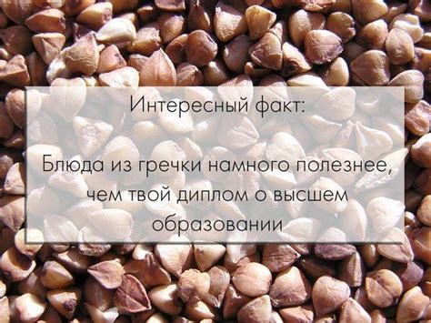 Гречка: полезное питание или потенциальная опасность для голубей?