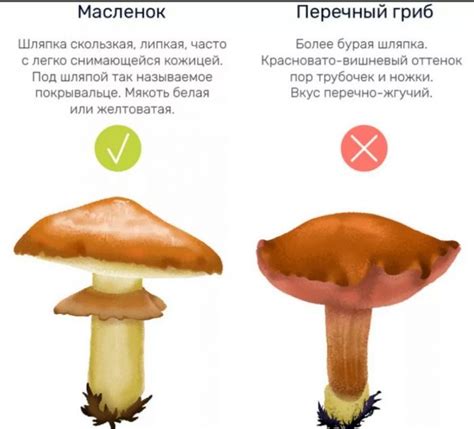 Грибы маслята: разновидности и отличия