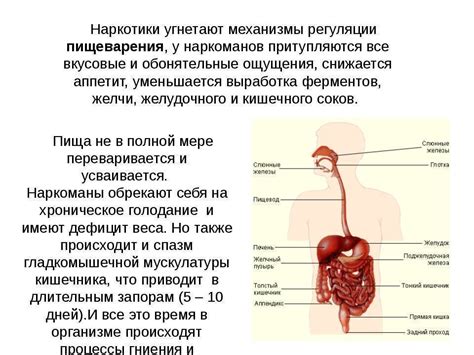 Действие Дибикора на пищеварительную систему
