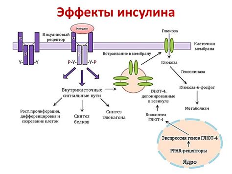 Действие гормона инсулина